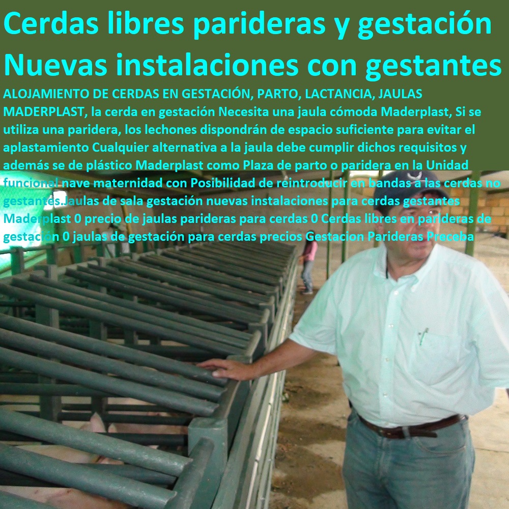 Jaulas de sala gestación nuevas instalaciones para cerdas gestantes Maderplast 0 precio de jaulas parideras para cerdas 0 Cerdas libres en parideras de gestación 0 jaulas de gestación para cerdas precios Gestacion Parideras Preceba Jaulas de sala gestación nuevas instalaciones para cerdas gestantes Maderplast 0 precio de jaulas parideras para cerdas 0 Cerdas libres en parideras de gestación 0 jaulas de gestación para cerdas precios Gestacion Parideras Preceba